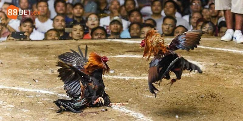 Đá Gà C1 - Trải Nghiệm Những Trận Đấu Kịch Tính Tại 88BET Đá Gà C1 – Trải Nghiệm Những Trận Đấu Kịch Tính Tại 88BET