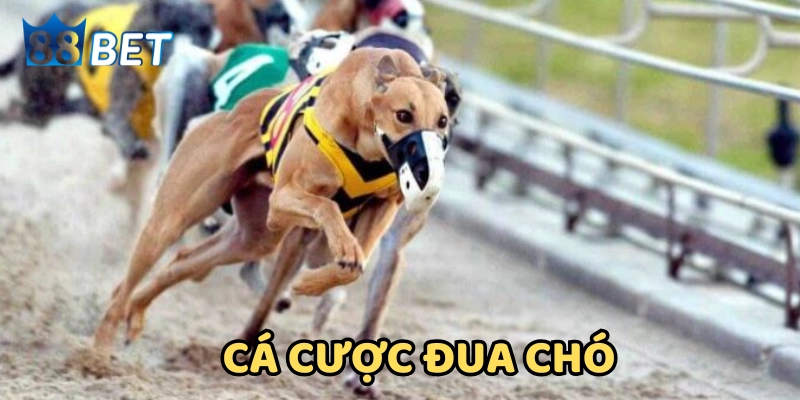 Kinh Nghiệm Cá Cược Đua Chó - Tay Cược Lâu Năm Chia Sẻ Luật chơi trong Cá Cược Đua Chó