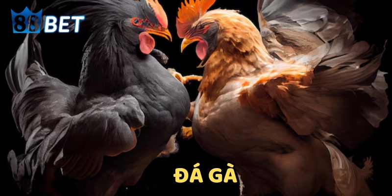 Đá gà Một số tips cược gà